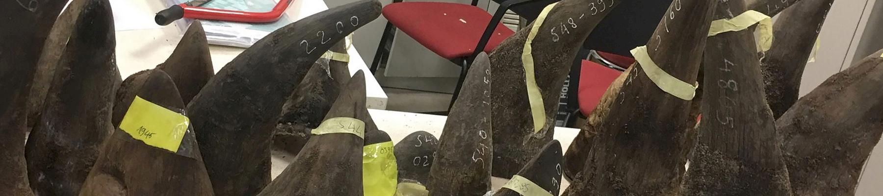 Some of the 46 rhino horns seized by Vietnamese Customs © Viet Nam Customs