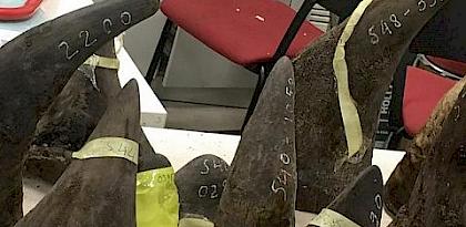 Thorough investigations needed following major rhino horn seizures in SE Asia