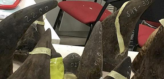 Some of the 46 rhino horns seized by Vietnamese Customs © Viet Nam Customs