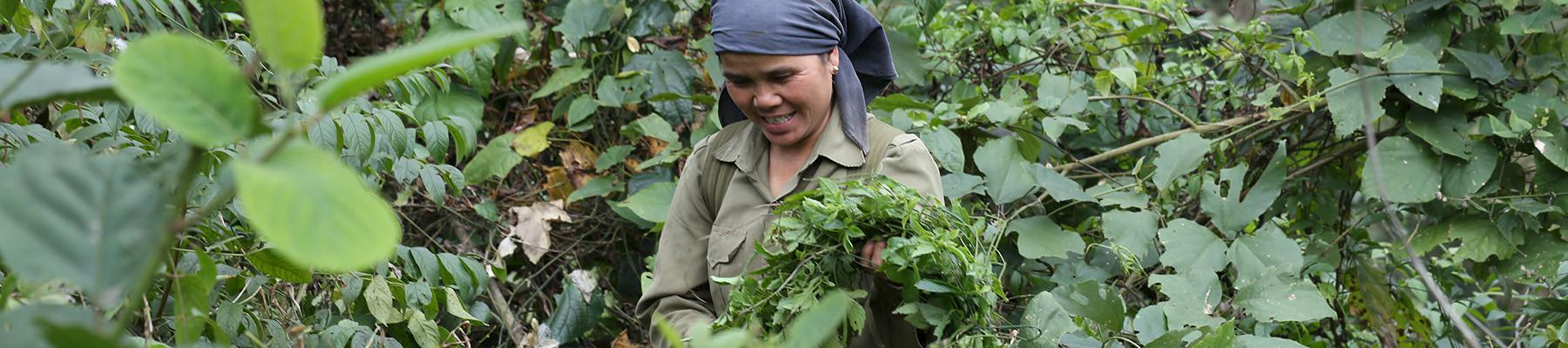 Sustainable and ethical wild harvesting of natural resources in Viet Nam