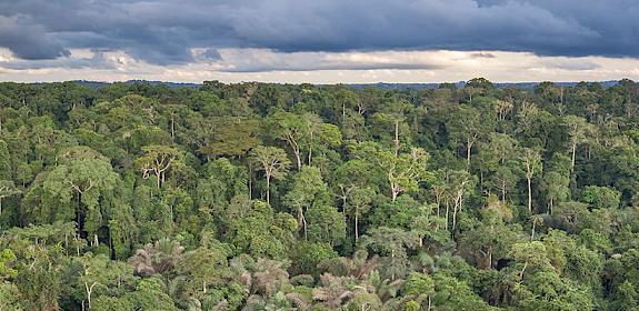 Tropical forest in Dja National Park, Cameroon © A.Walmsley / TRAFFIC
