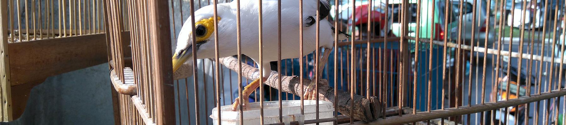 A Black-winged Myna for sale in Bandung market © James Eaton