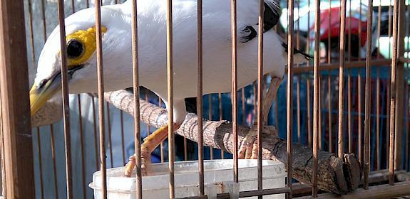 A Black-winged Myna for sale in Bandung market © James Eaton