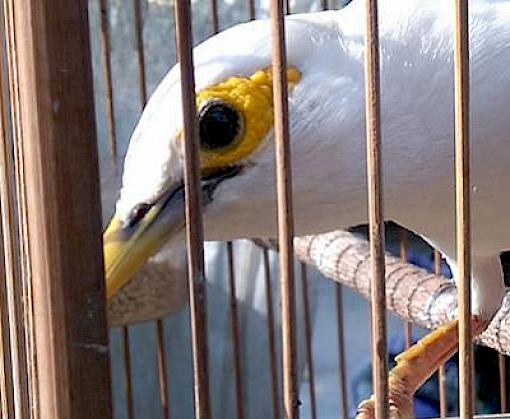 New study highlights Bandung market’s contribution to Asian songbird crisis