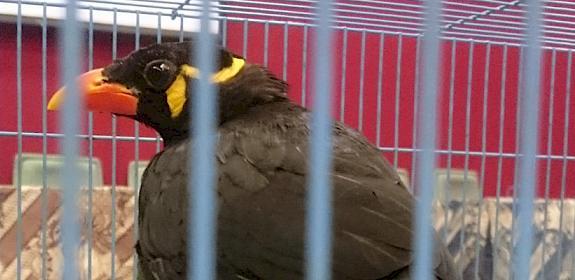 A Hill Myna - in demand from exotic pet traders and trafficked illegally because of its ability to mimic the human voice. It was one of the 28 species listed as being in dire need of protection folllowing the recent Asian Songbird summit.