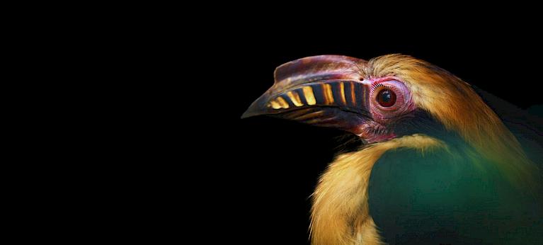 Forest in Cages: The Online Trade of Hornbills in the Philippines - Wildlife Trade Report from TRAFFIC - Vimarsana News