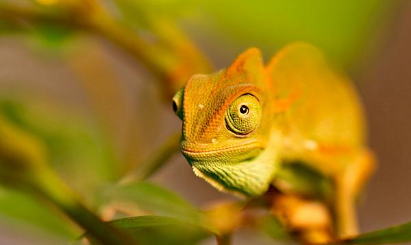 Scaling-up demand reduction for illegal exotic pets and wildlife products in Europe