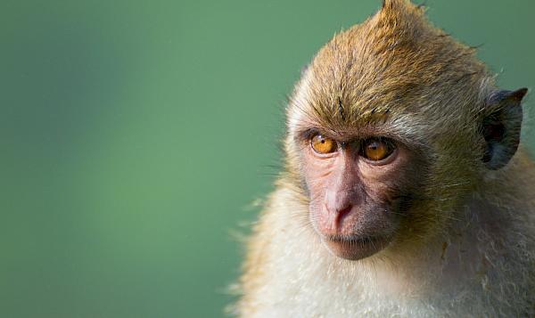 Responding to corruption in the non-human primate supply chain for medical research