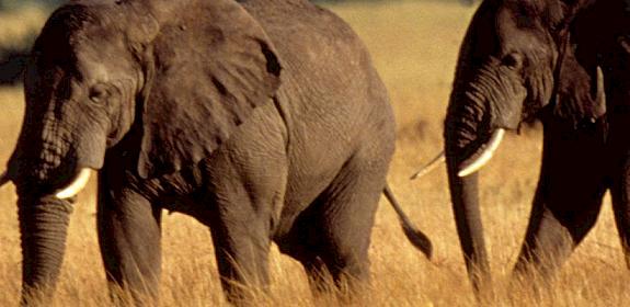 Two African elephants Loxodonta africana © Howard Buffett / WWF-US