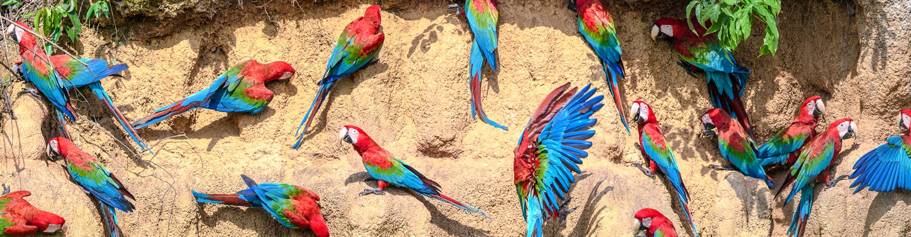 Red-and-green macaw Ara chloropterus. Macaws are particularly popular as exotic pets in the EU. Photo: naturepl.com / Nick Garbutt / WWF