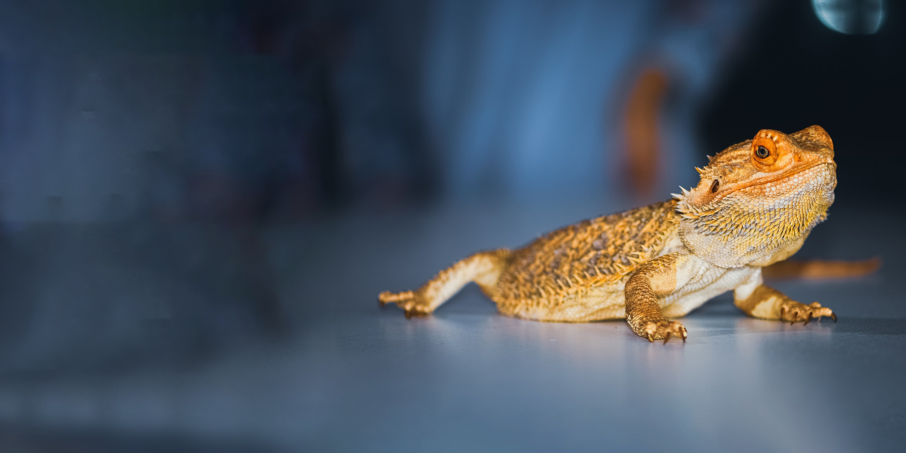 Bearded dragon Pogona Spp.. Photo: Alexa from Pixabay