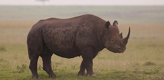 Black Rhino Diceros Bicornis, the more threatened of Africa's two rhino species © Richard Edwards / WWF-UK