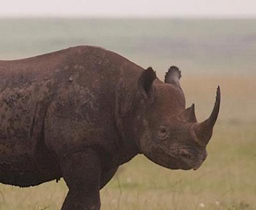 South Africa annual rhino poaching toll falls for second year running but the crisis continues