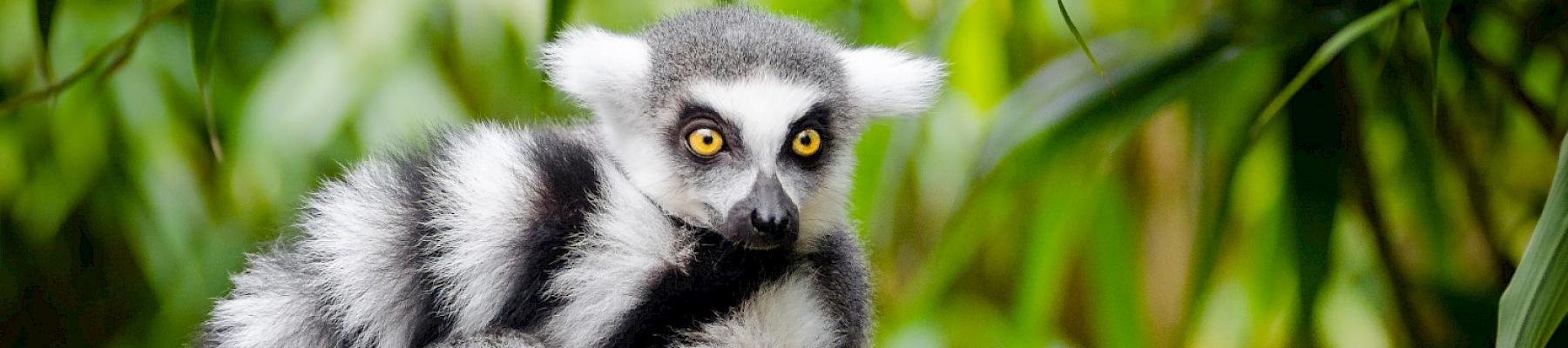 Ring-tailed lemur, Lemur catta, listed as Endangered on The IUCN Red List of Threatened Species