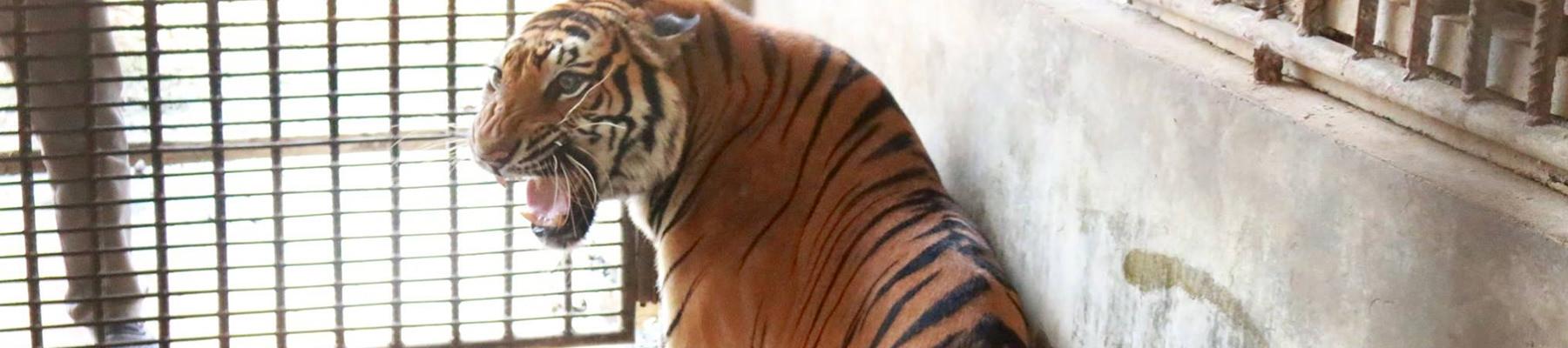 A Tiger growls in its cage at the breeding facility © DNP Thailand