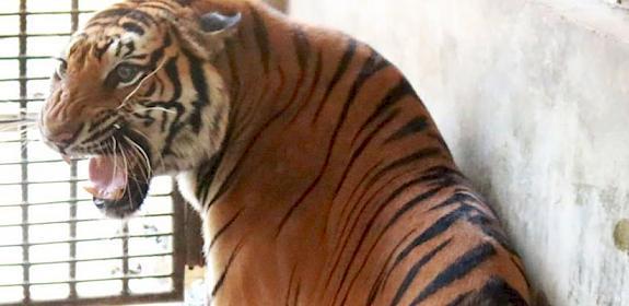 A Tiger growls in its cage at the breeding facility © DNP Thailand