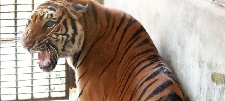 Tigers caught on video in western Thailand rekindle hope for recovery, News