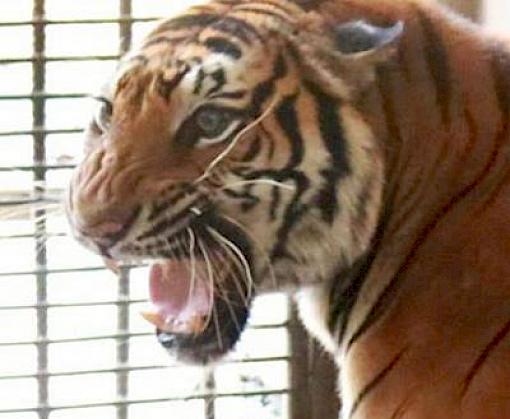 Thai seizure of a dozen captive tigers resurrects farming threat