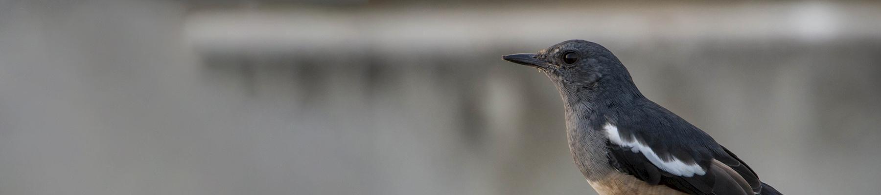 Oriental Magpie-robinCopsychus saularis: a widespread Asian species in steep decline, including all six subspecies endemic to Indonesia © Jason Thompson / Generic CC 2.0