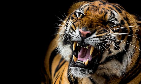 How is CITES sharpening its teeth for better compliance to stop illegal wild species trade?