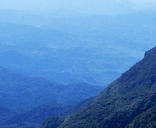 Timber Island: The Rosewood and Ebony Trade of Madagascar