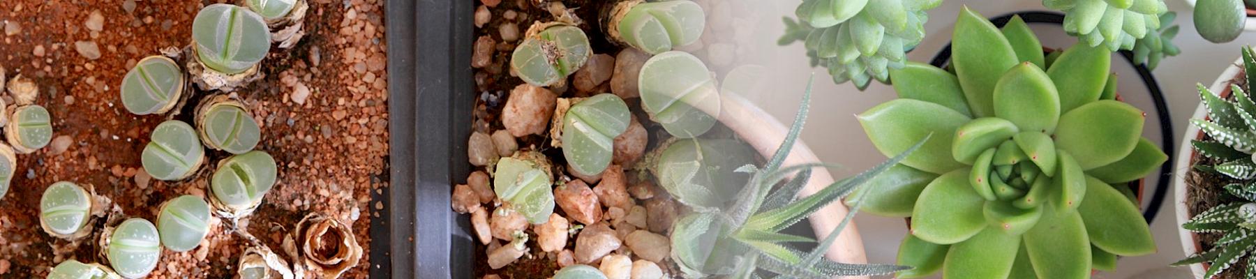 Sustainably grown houseplants are a delight to many, but some species, such as Lithops olivaceae on the left, are threatened by trade (left photo © Kristin van Schie