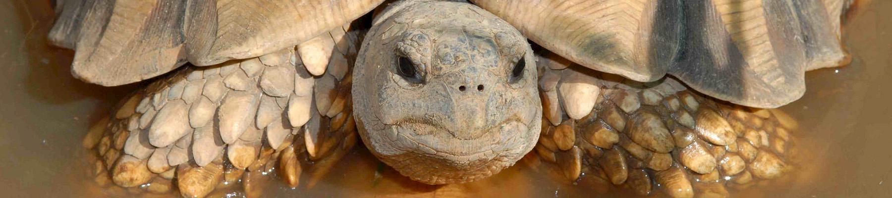 The critically endangered Ploughshare Tortoise - under increased threat from poaching and trafficking © Global Wildlife Conservation / Generic CC 2.0