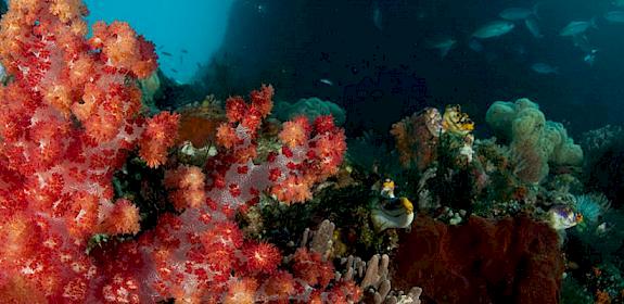 Coral Reefs, Raja Ampat, West Papua, Indonesia © Jürgen Freund / WWF