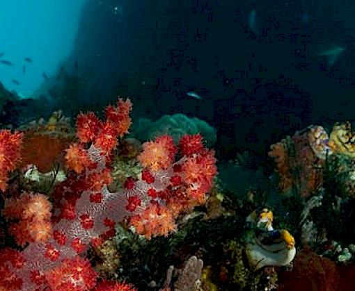 An Analysis of the Import of Live animals from Indonesia by the Netherlands