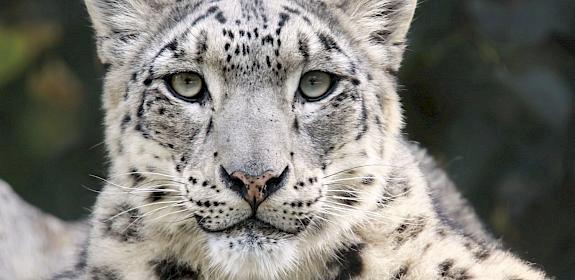 The Snow Leopard was used in the logo for CMS COP14. This species is a keystone species in Uzbekistan, with a range that extends across 12 countries. Image by Maryse Rebaudo / Pixabay
