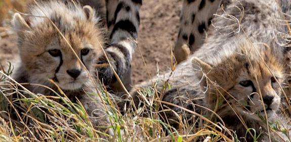 Cheetah cubs, Serengeti, Tanzania - Photo by Jean-Daniel Calame/Unsplash