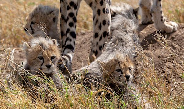 Cheetah cubs, Serengeti, Tanzania - Photo by Jean-Daniel Calame/Unsplash