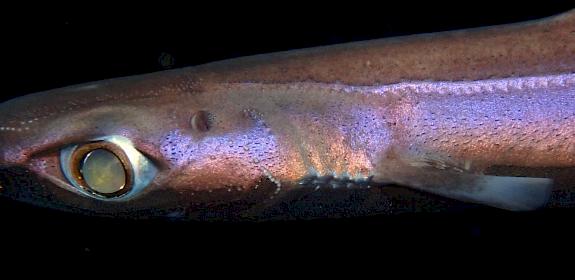 Velvet Belly Lantern Shark © Vsevolod, some rights reserved (CC-BY) https//:www.inaturalist.orgobservations183421041