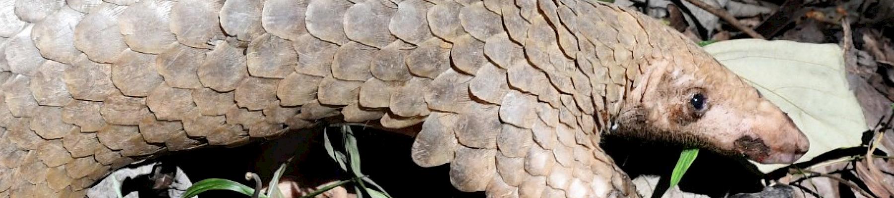 Philippine pangolin Image: Emerson Sy