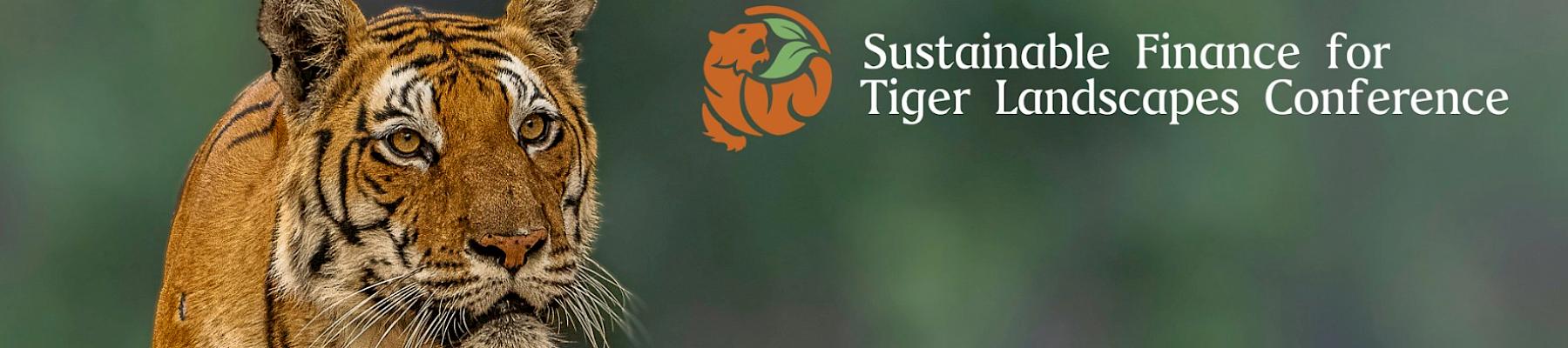 Tiger (Panthera tigris) in Kanha national park, India © WWF-Sweden / Ola Jennersten