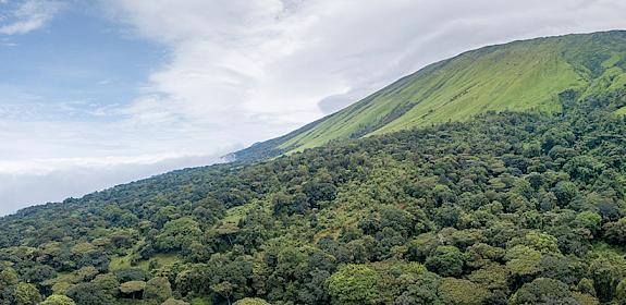 Mount Cameroon is home to a wealth of wild species threatened by poaching and illegal trade. Photo: A. Walmsley / TRAFFIC