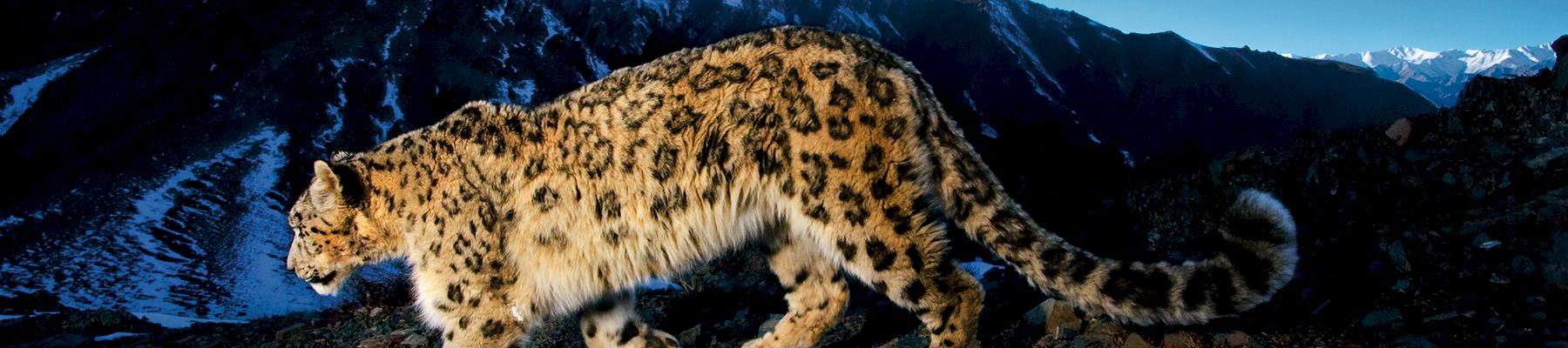 Snow leopard Panthera uncia traversing a rocky slope, Hemis National Park, Ladakh, Jammu and Kashmir, India © National Geographic Stock /Steve Winter / WWF