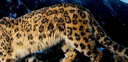 An ounce of prevention: Snow leopard crime revisited