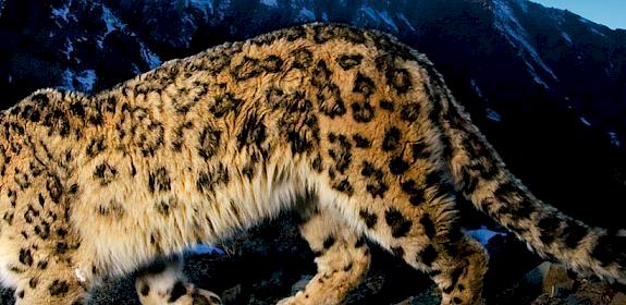 Snow leopard Panthera uncia traversing a rocky slope, Hemis National Park, Ladakh, Jammu and Kashmir, India © National Geographic Stock /Steve Winter / WWF