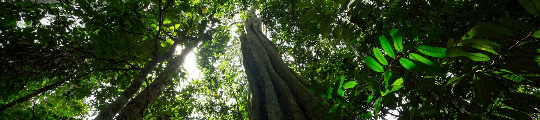 Forest of Lobéké National Park, Cameroon - Image by Gregoire Dubois / Flickr