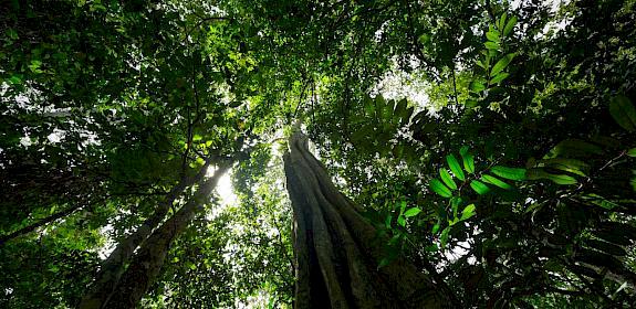 Forest of Lobéké National Park, Cameroon - Image by Gregoire Dubois / Flickr