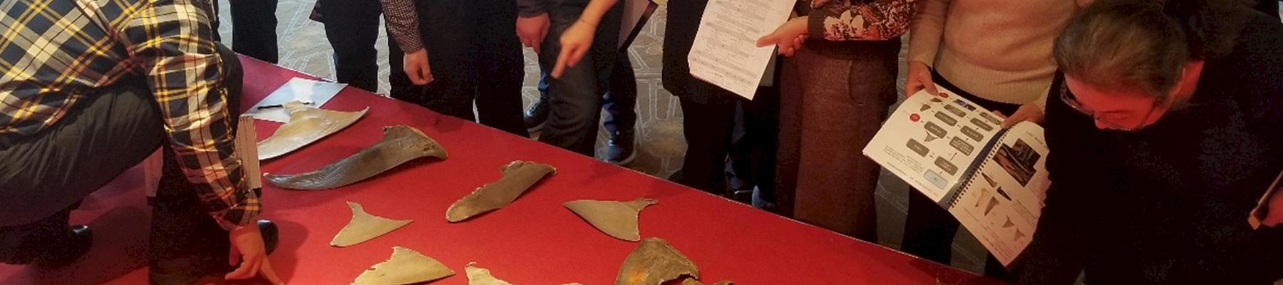 Wokshop trainees receive expert tuition on shark fin identification © TRAFFIC