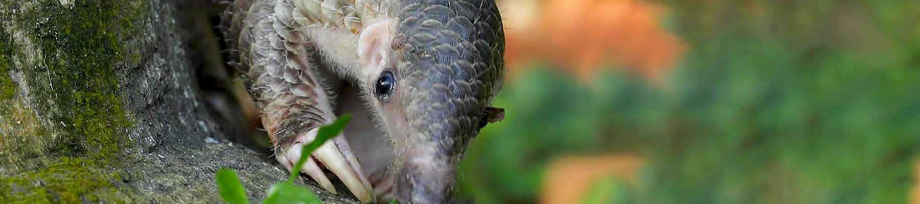 a Sunda Pangolin © David Tan/Wildlife Reserves Singapore