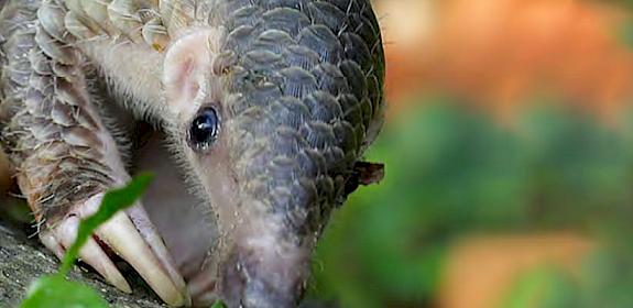 a Sunda Pangolin © David Tan/Wildlife Reserves Singapore