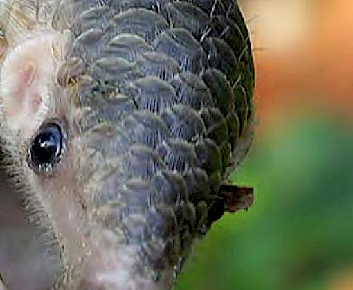 Observations on the illegal pangolin trade in Lao PDR