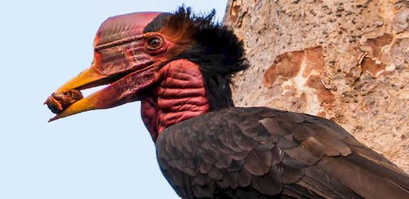 A Helmeted Hornbill photographed at the Belum-Temengor Forest Complex in Peninsular Malaysia © Sanjiitpaal Singh