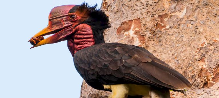 Helmeted Hornbill trade in Lao PDR - Wildlife Trade Report from TRAFFIC