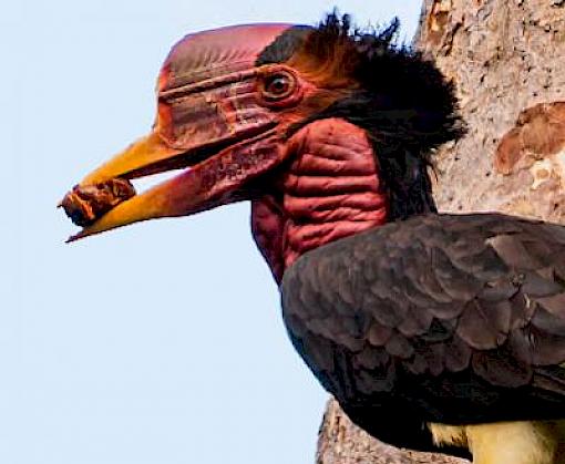 Helmeted Hornbill trade in Lao PDR