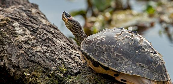 Indian Roofed Turtle © CLPramod
