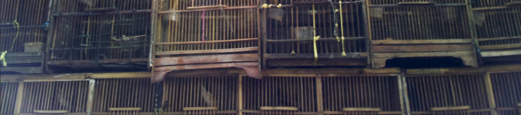 Chestnut-capped Laughing thrush and other birds in cages at a stall just outside Pramuka market, Jakarta © Serene Chng / TRAFFIC